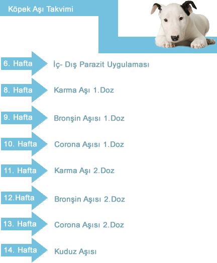 kopeklerde asi takvimi atasehir veteriner klinigi atasehir 7 24 veteriner kurumsal