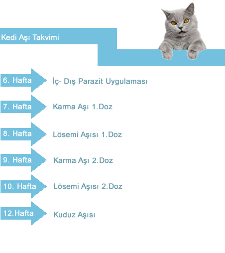 Kedi Asi Takvimi Atasehir Veteriner Klinigi Atasehir 7 24 Veteriner Kurumsal